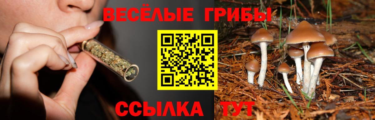Галлюциногенные грибы Psilocybe Алексин